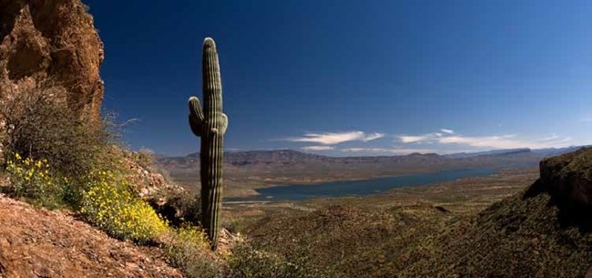 View of Lake Roosevelt with a Saguaro to the side.