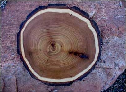 A cross-section of a tree showing concentric growth rings.