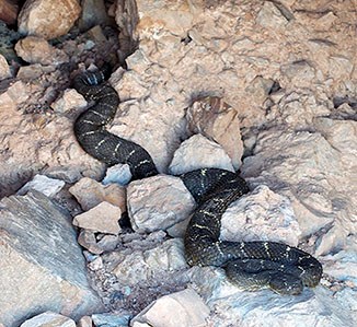 Adult Arizona black rattlesnake in rocks.