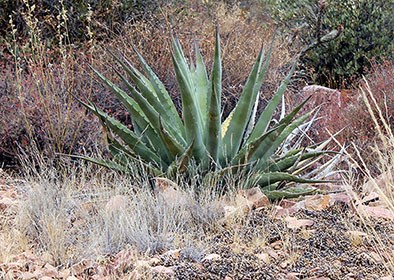 Parry's Agave surrounded by dry grasses.