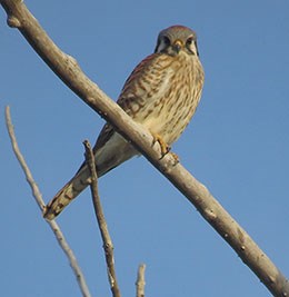 American Kestrel on a branch.