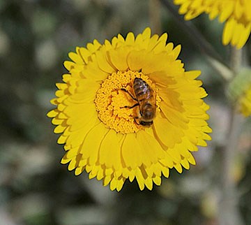 Bee standing on the center of a marigold.