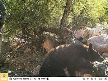 Black bear climbing rocks in a dry wash.