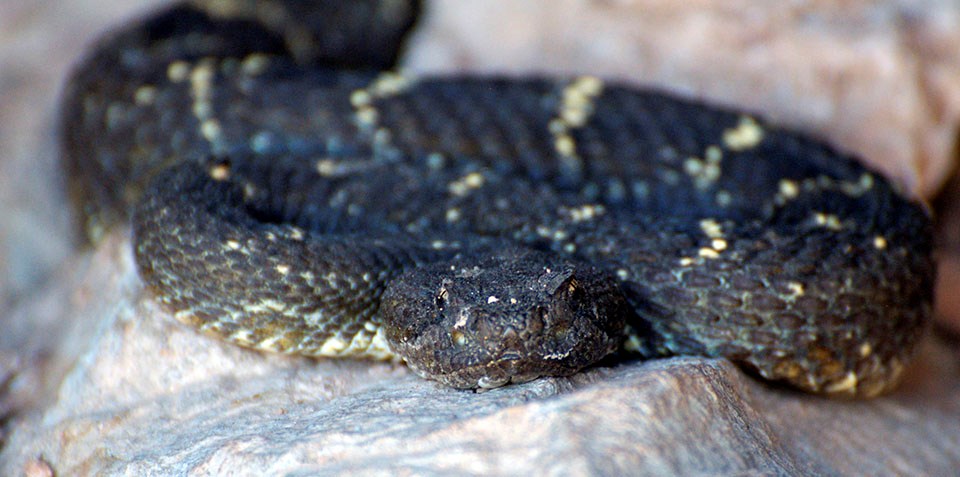 Arizona Black Rattlesnake on a rock.