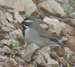 Black-throated Sparrow sitting on the rocky ground.