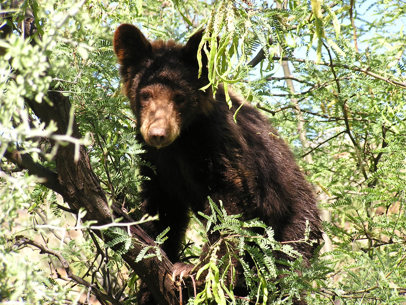 Small black bear in tree looks into camera