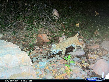 Bobcat drinking water at a spring.
