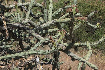 Branches of buckhorn cholla.