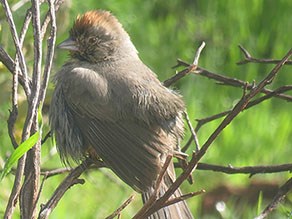 Canyon Towhee sitting on a branch.