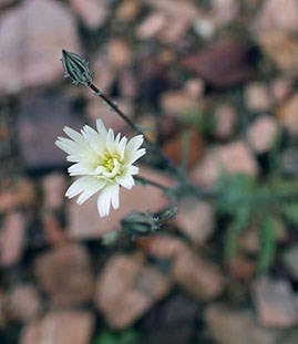 Desert Chicory Flower