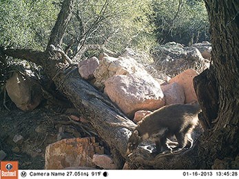 Coati standing on a tree.