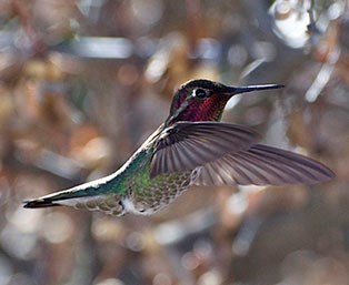 Costa's Hummingbird in flight.