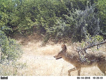 Coyote walking through grasses and shrubs.