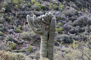 Crested saguaro next to a second saguaro.