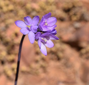 Desert Hyacinth Flower