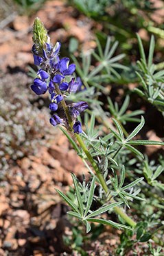 Desert Lupine