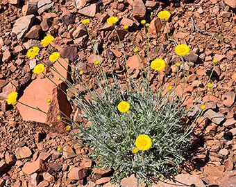 Desert Marigold