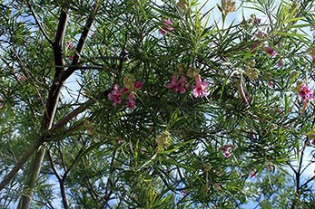 willow desert shrubs trees