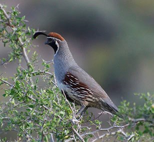 Gamble's Quail sitting on a branch.