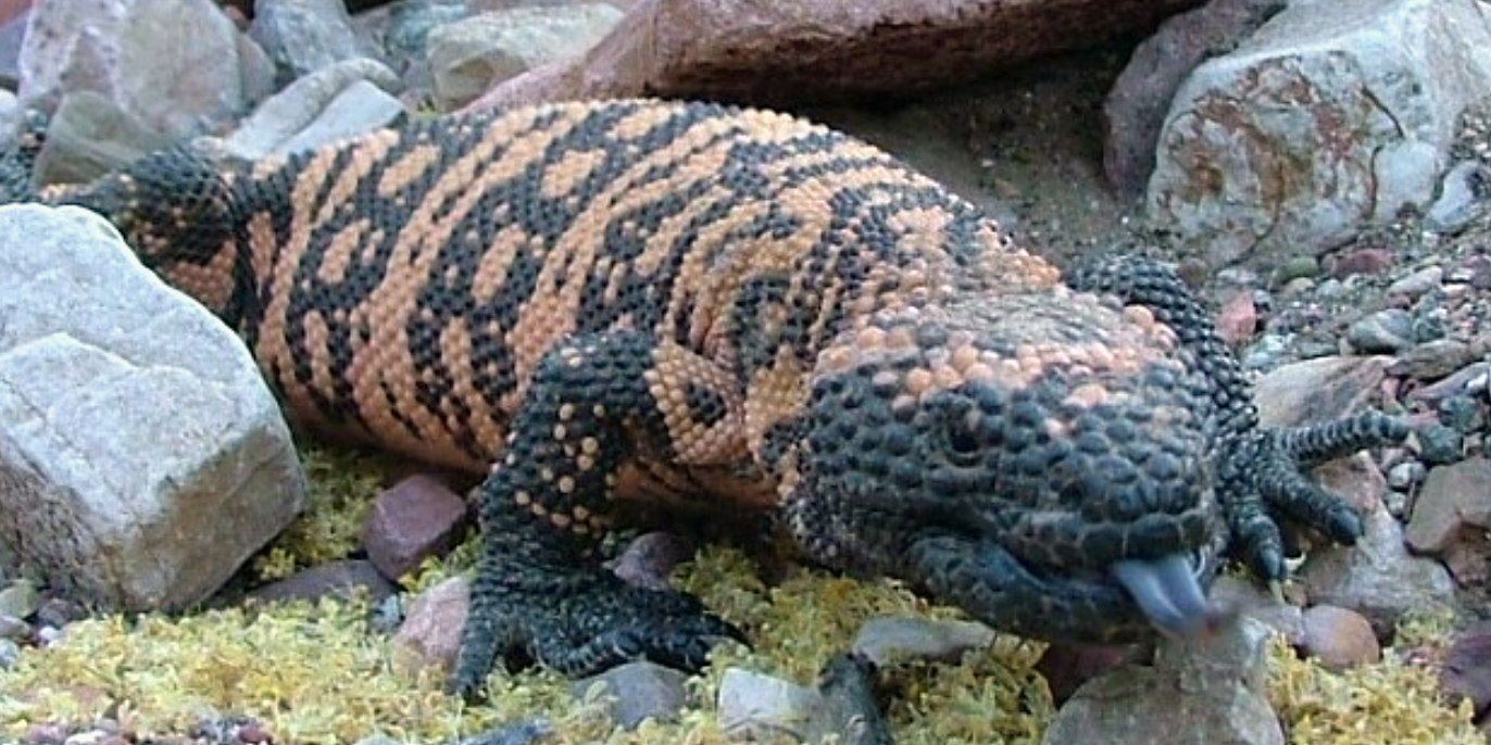 Orange and black beaded Gila monster with protruding black tongue