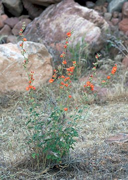 Desert Globemallow