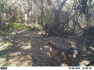 Gray Fox in a forested area.