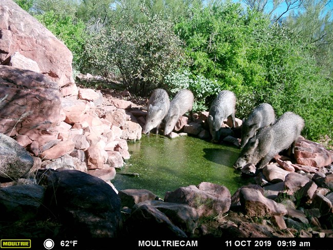 Five javelina drinking water from a small pool.