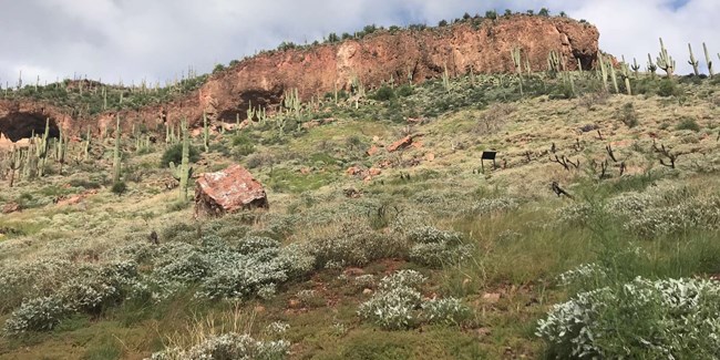 View of a hill side with the Lower Cliff Dwelling in the distance. This hillside was burnt in 2019 and has new vegetation growing.