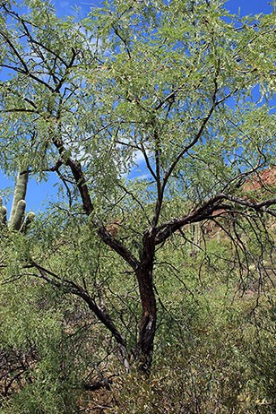 Velvet Mesquite