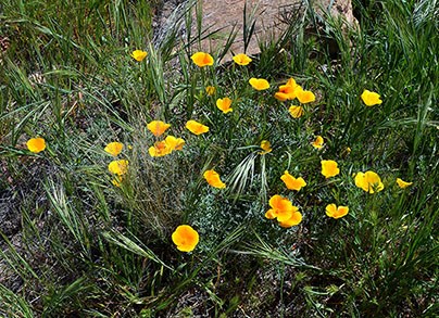 Mexican Poppies