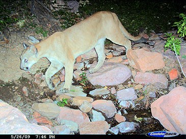 Mountain lion walking through spring area.