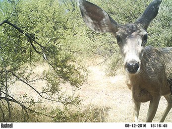 Mule Deer standing next to a bush looking at the camera.