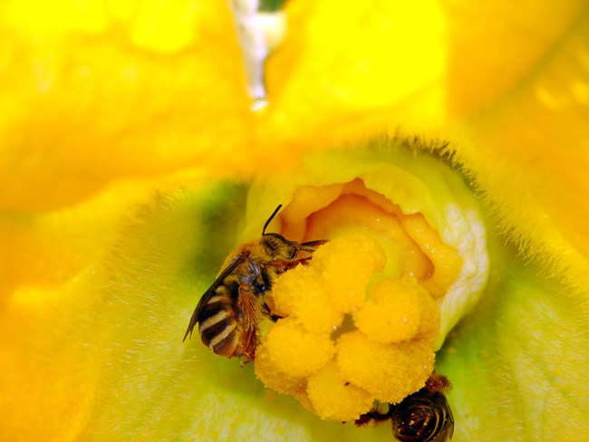 The female flower of a gourd with a pollinating squash bee