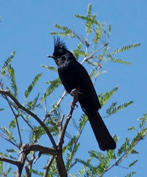 Phainopepla sitting on a branch.