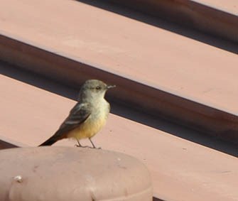 Say's Phoebe sitting on a roof.