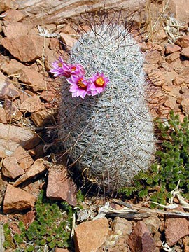 Pincushion Cactus with small pink flowers on side.