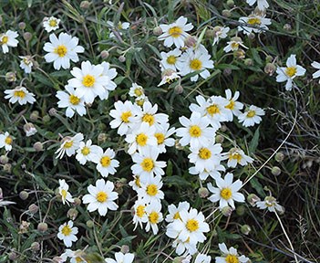 Blackfoot Daisy