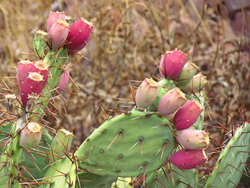 Prickly Pear Fruit pads with tuna (fruit) growing out of top.