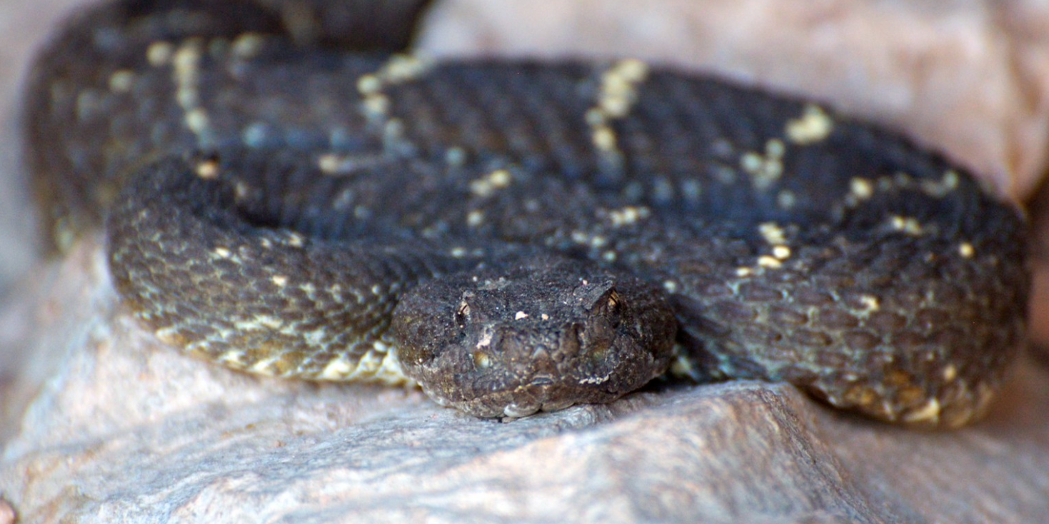 Coiled black rattlesnake looks into camera