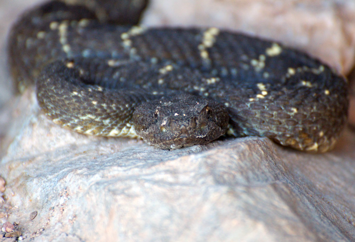 Coiled black snake looks into camera