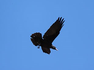 Common Raven in flight.