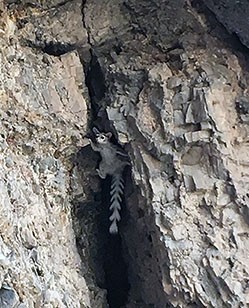 Ringtail climbing in a rock crack.