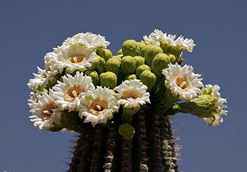 Top of a saguaro cactus with many open white flowers and some closed buds.