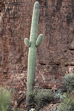 Saguaro with two small branches begining.