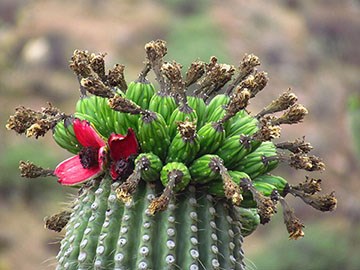 Top of a saguaro with fruit and dried flower attached to top of each.