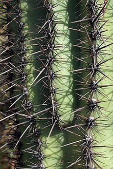 Close up of spines and pleats of a saguaro cactus.