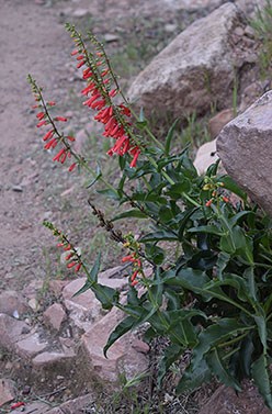 Firecracker Penstemon