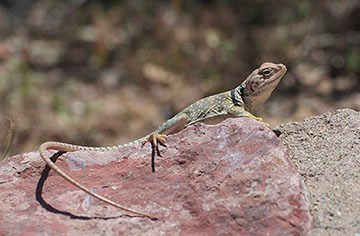 Sonoran Collared Lizard on top of a rock.