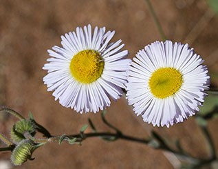 Spreading Fleabane