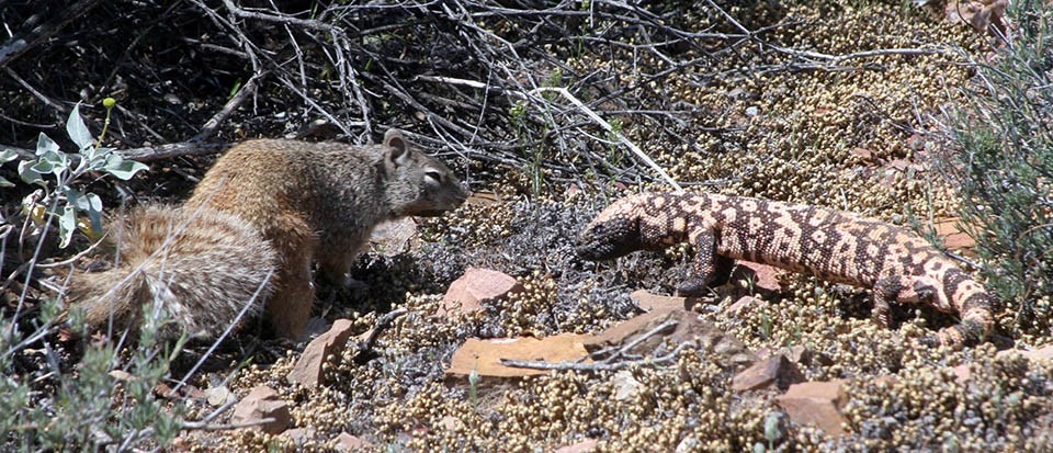 A Squirrel and Gila Monster stand on the ground looking at each other.